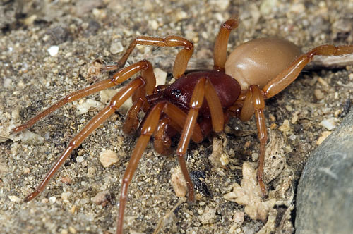 Dysdera sp.