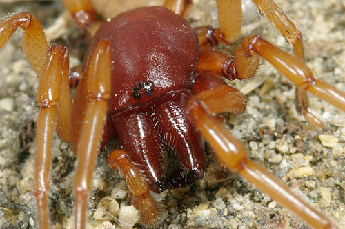Dysdera sp.