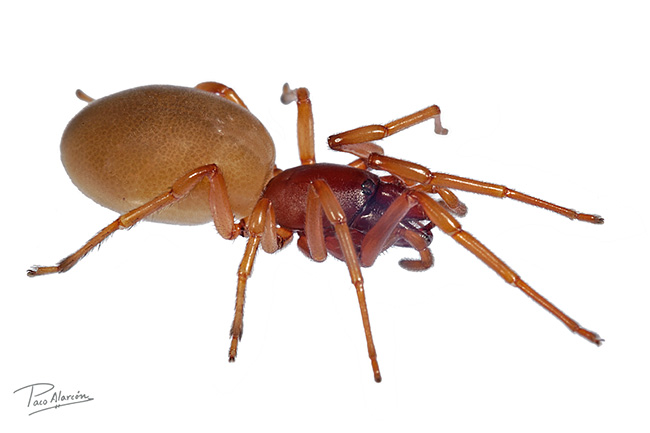 Dysdera sp.
