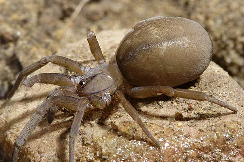 Filistata insidiatrix
