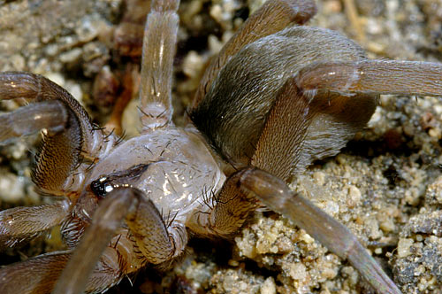 Filistata insidiatrix