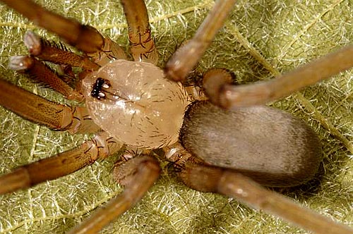 Filistata insidiatrix