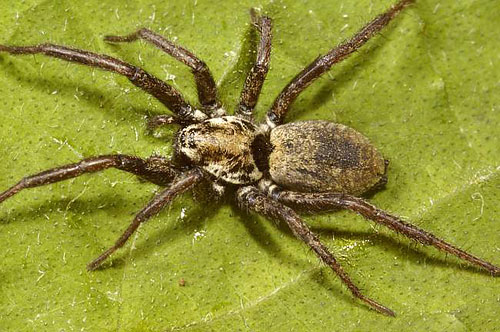 Nomisia sp.
