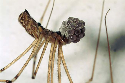 Pholcus phalangioides