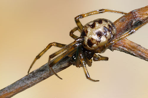 Steatoda triangulosa