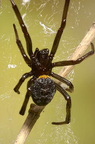 Steatoda paykulliana