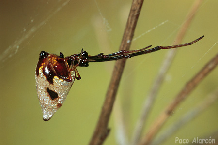 Argyrodes sp.