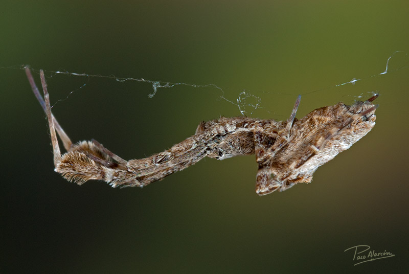 Uloborus pllumipes