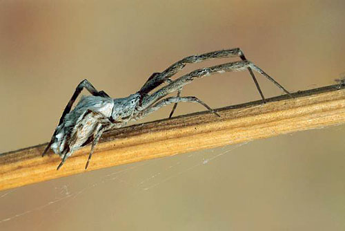 Uloborus walckenaerius