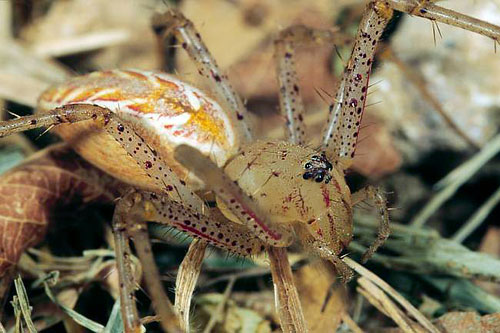 Peucetia viridis