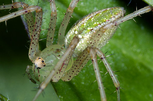 Peucetia viridis