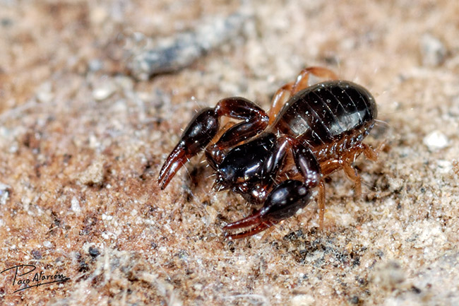 Olpium pallipes