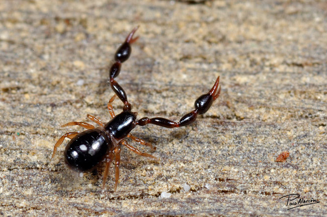Olpium pallipes