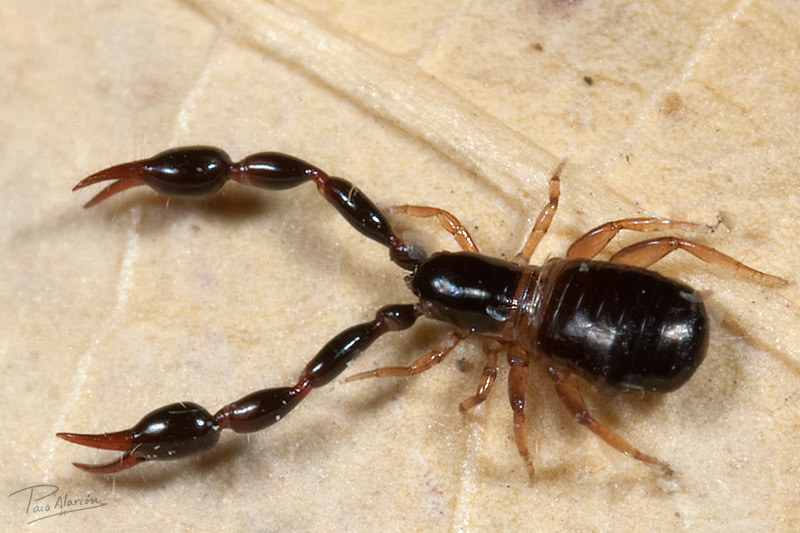 Olpium pallipes