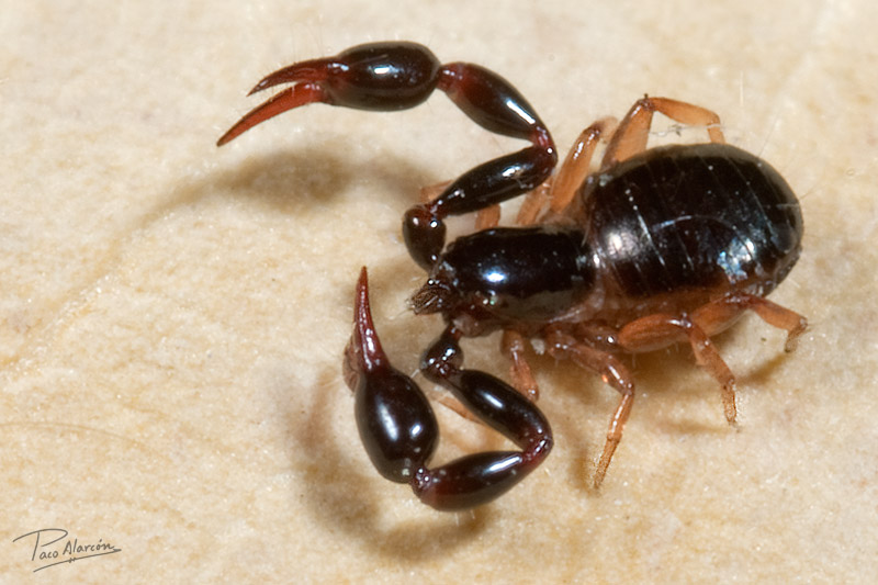 Olpium pallipes