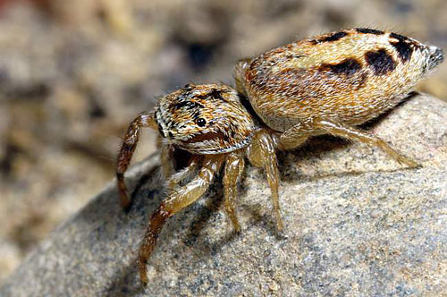 Icius hamatus