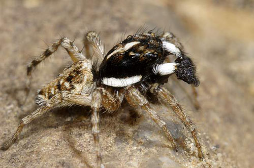 Menemerus semilimbatus