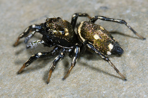 Heliophanus sp.