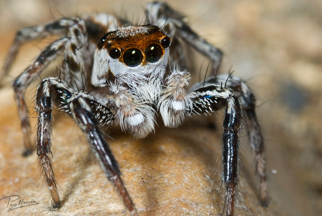 Plexxipus sp.
