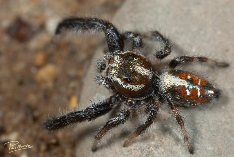 Thyene imperialis macho