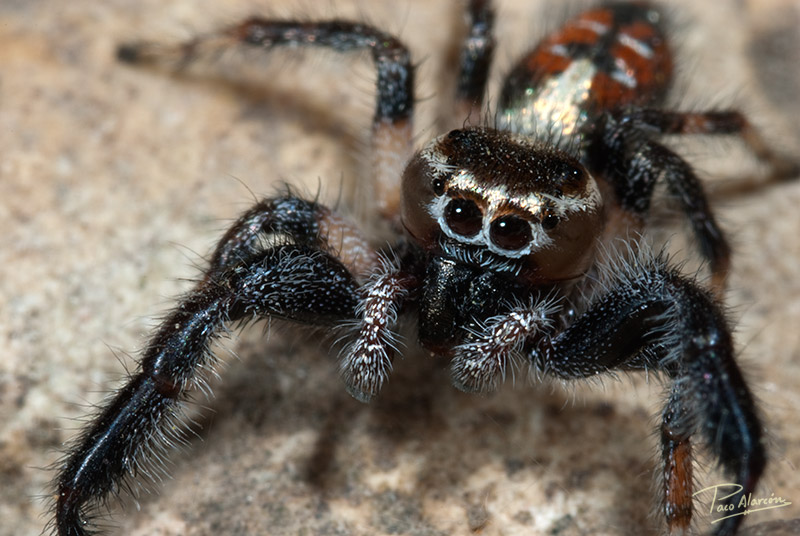 Thyene imperialis macho