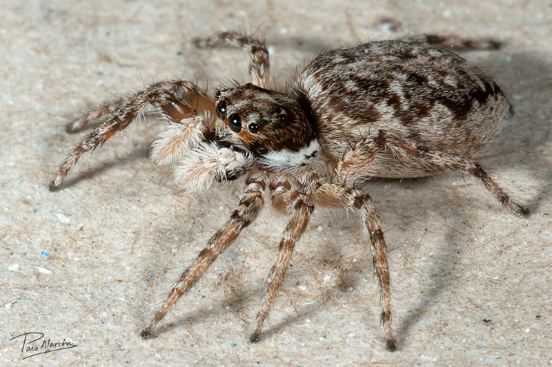 Menemerus semilimbatus