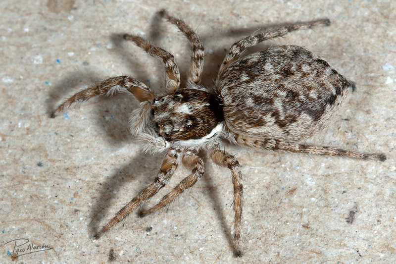 Menemerus semilimbatus