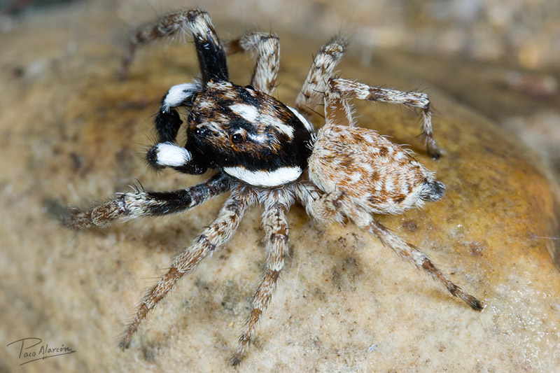 Menemerus semilimbatus