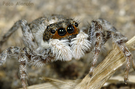 Menemerus semilimbatus