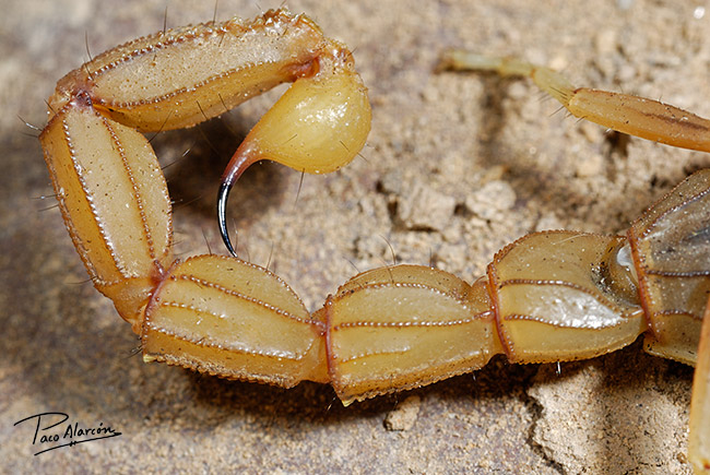Buthus ibericus