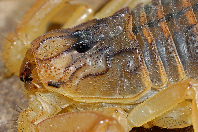 Buthus ibericus