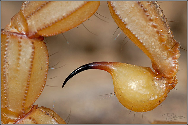 Buthus ibericus