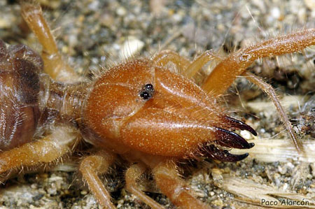 Gluvia dorsalis