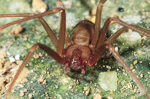 Loxosceles rufescens