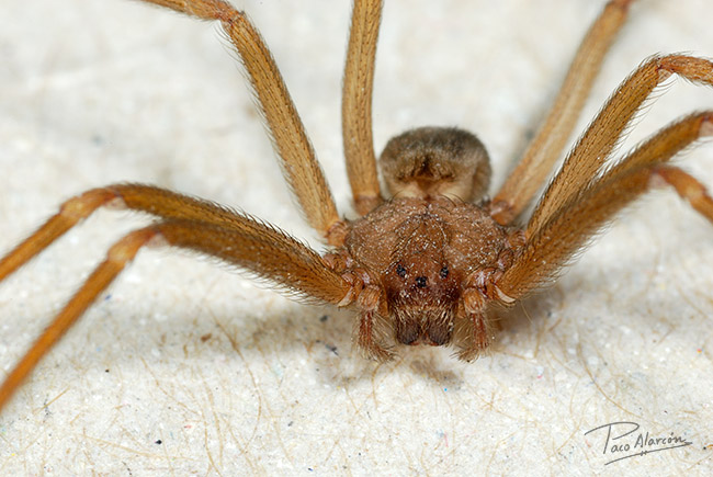Loxosceles rufescens