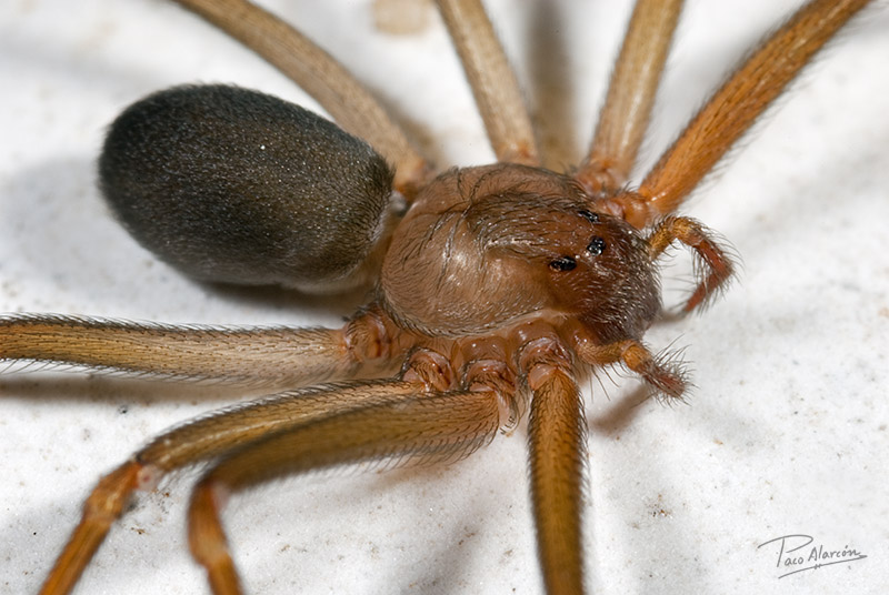 Loxosceles rufescens