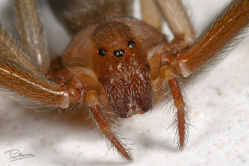 Loxosceles rufescens