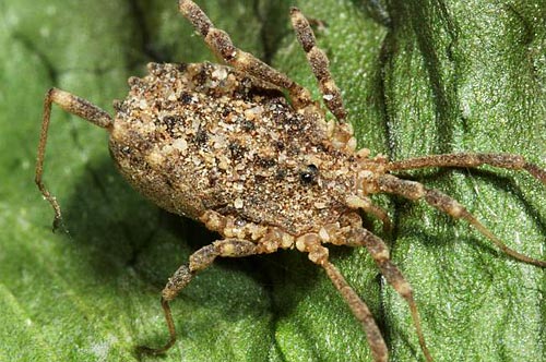 Homalenotus graecus