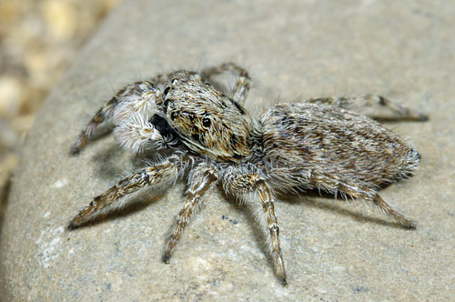 Salticidae sin determinar