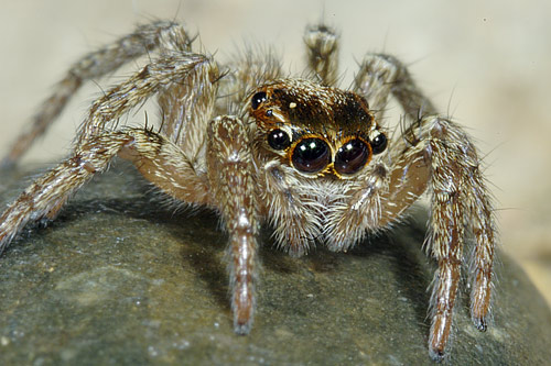 Salticidae sin determinar