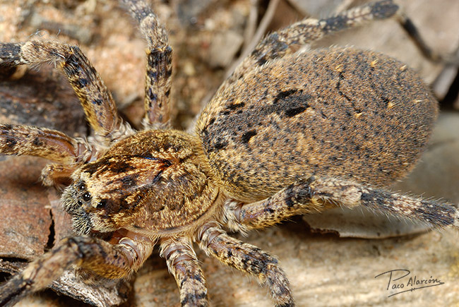 Zoropsis spinimana