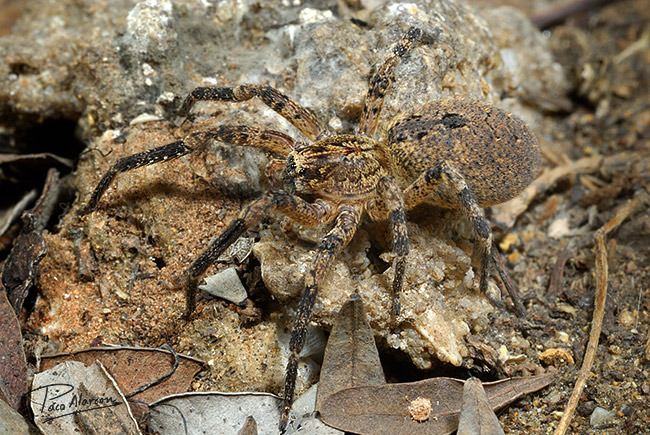 Zoropsis spinimana