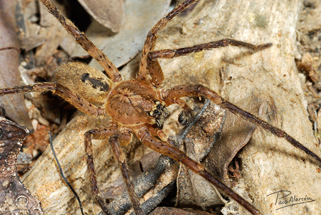 Zoropsis spinimana