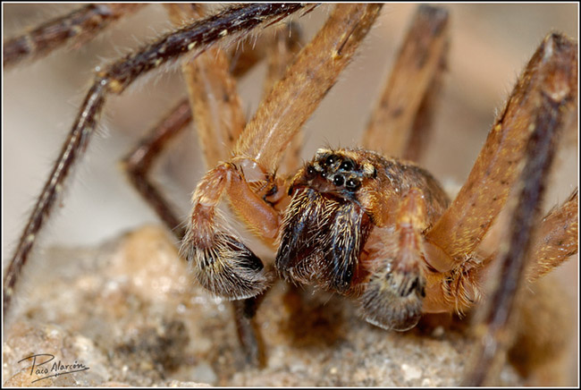 Zoropsis spinimana