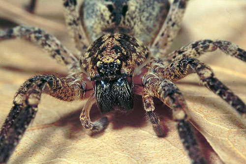 Zoropsis spinimana