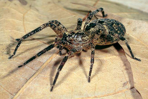 Zoropsis spinimana