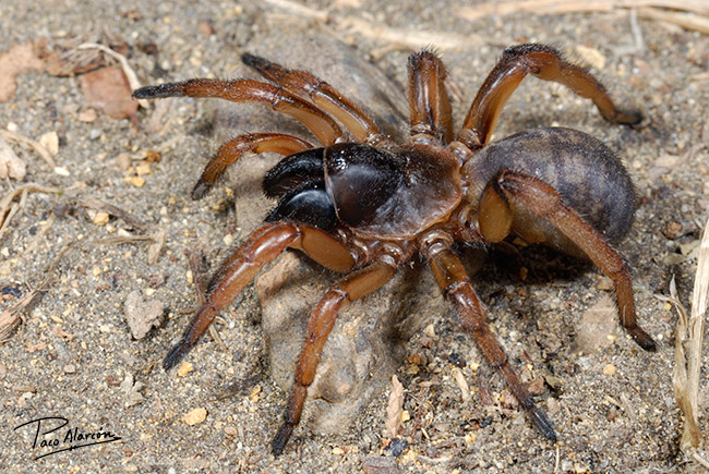 Iberesia machadoi
