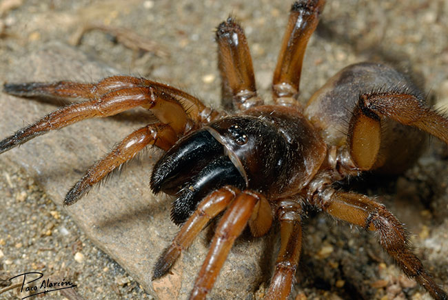 Iberesia machadoi