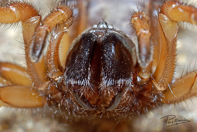 Iberesia machadoi