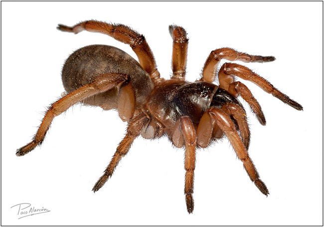 Iberesia machadoi